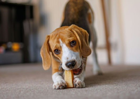 Why Does Your Dog Bring You Their Treats?