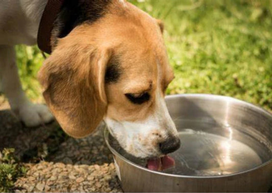 How to Keep Your Dog Cool in the Summer: Tips for a Happy Pup!