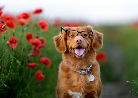 Lest We Forget About The Dogs
