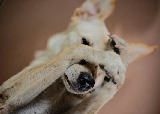 What Can Dogs Eat If They’re Allergic to Chicken?