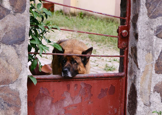 Stop the Door Dash: How to Keep Your Dog from Running Out