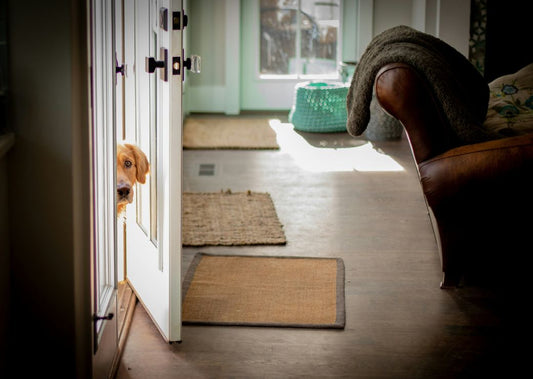 Introducing a Rescue Dog into Your Home