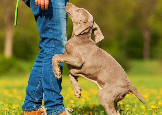 How to Stop Your Dog From Jumping on Everyone