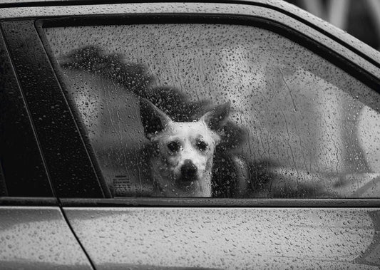 The Best Rainy-Day Enrichment Ideas for Bored Pups