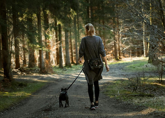 Do Dogs Get Bored of the Same Walk Route?