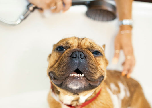 This Might be Why Your Dog is Itchy