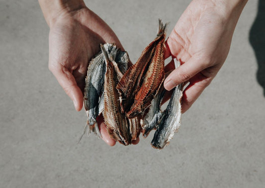 Can Dried Sardines Help Your Dog’s Heart Health?