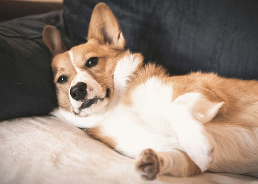 What Happened to the Queen’s Corgis?
