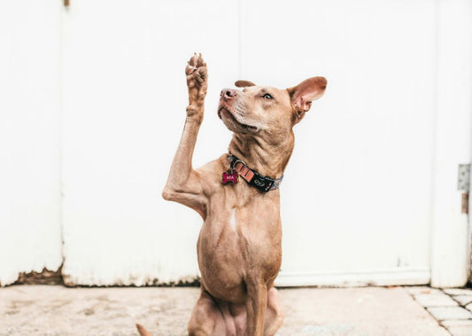 How to Teach Your Dog New Tricks – Easy to Advanced