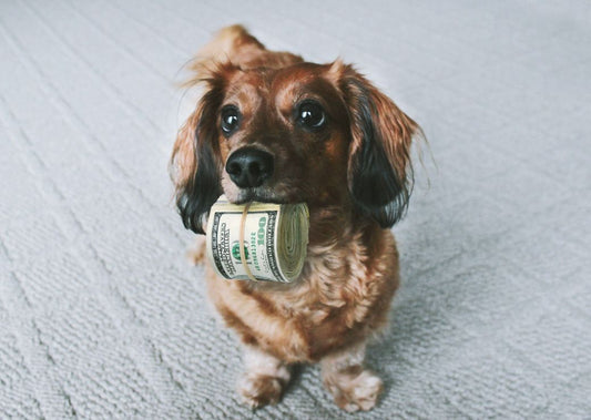 5 Money-Saving Tips Every Pet Parent Needs to Know