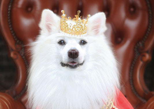 Make Way for the Royal Dogs