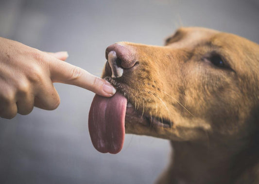 Why Your Dog Won’t Stop Licking You