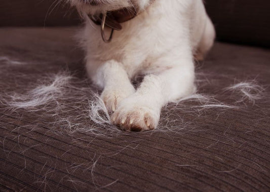 Shedding Like Crazy? Here’s How to Keep the Fur From Taking Over