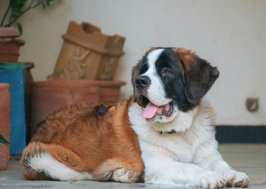 Hallowed Howls: Celebrating Dog Saints This Halloween