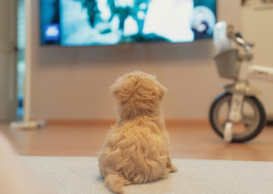 Should You Leave the TV On for Your Dog?