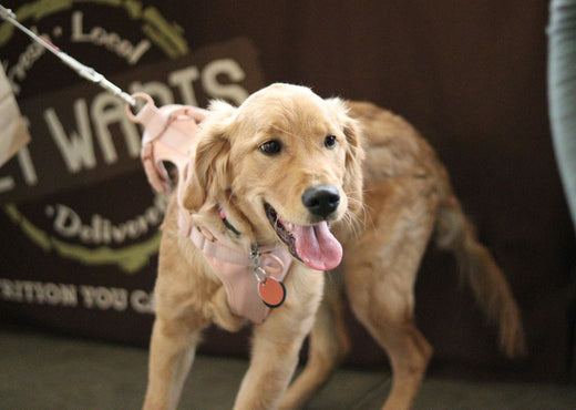 Harness vs. Collar – Important To Know
