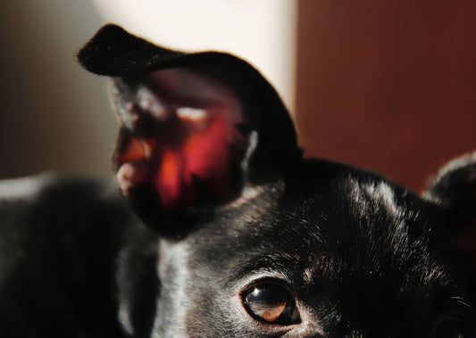 Should You Be Cleaning Your Dog’s Ears?