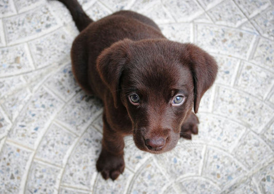 Clingy Pup Problems? Here’s What to Do