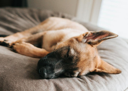 What’s Your Dog Dreaming About (And Is It You)?