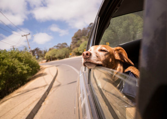 Buckle up! Your Dog’s About To Become The Ultimate Road Trip Buddy