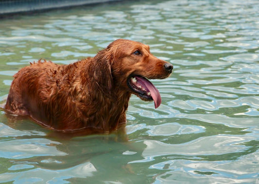 Is there a Fountain of Dog Youth?