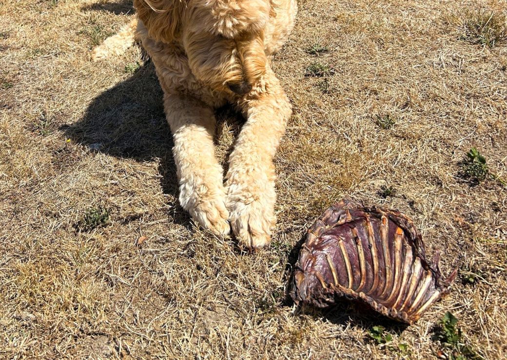Nice Racks! Why Your Dog Will Love These Racks – Ferguson's Treatos