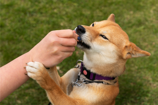 Beef Tendons vs Bully Sticks – Which Chew Is Best for Your Dog?