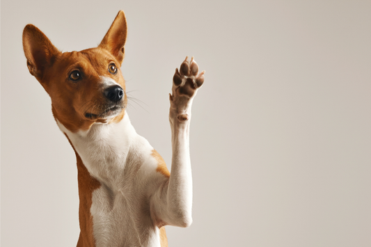 Are Air-Dried Sardines Really Better for Dogs?