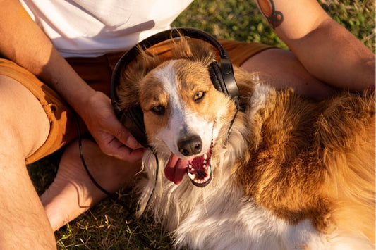 Do Dogs Enjoy Music? Insights on Sound and Behaviour