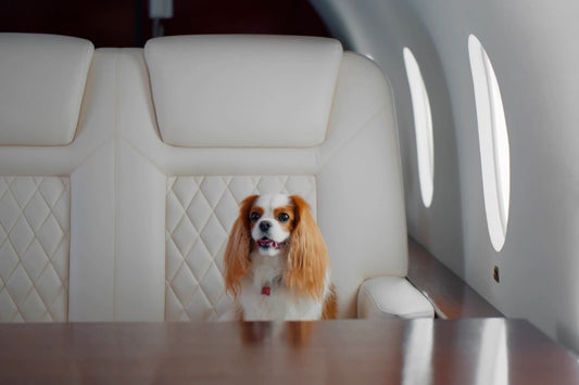 How to Fly With Your Dog in Australia – Virgin Flights and Beyond