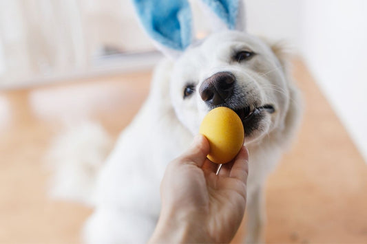 How to Set Up a Dog-Friendly Easter Egg Hunt