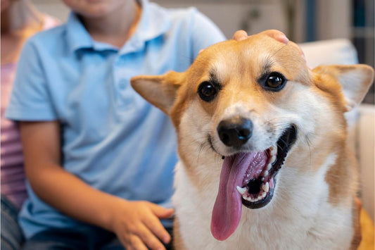 Can Treats Really Help With Bad Breath in Dogs?