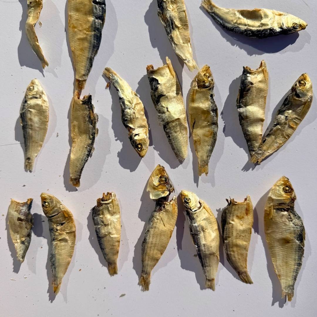 *NEW TASTE TEST* Fishoes