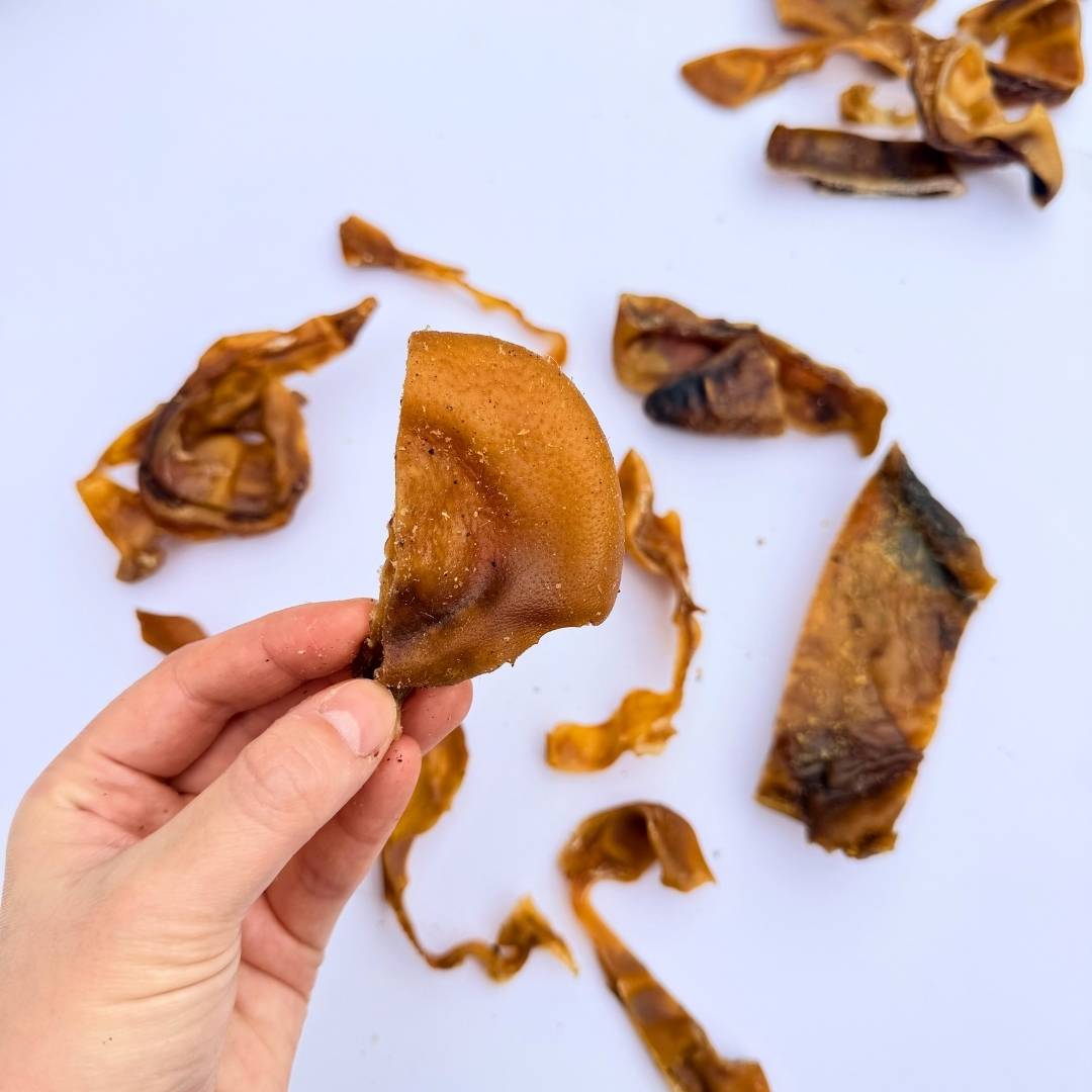 *Surprise Treatos* PORKIES