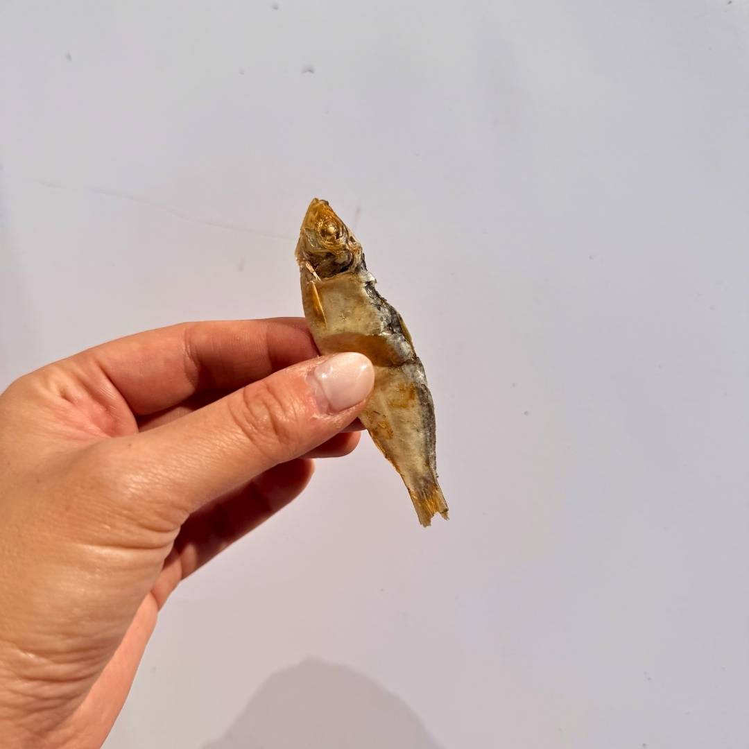 *NEW TASTE TEST* Fishoes